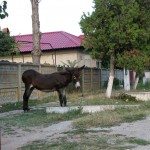 namesto avtomobila pred hiso_1200