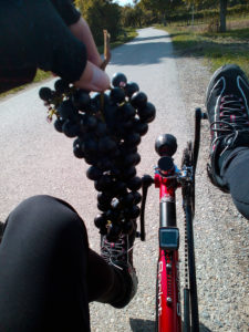 zum-naschen-lasst-sich-immer-etwas-finden-neusiedler-see zum-naschen-lasst-sich-immer-etwas-finden-neusiedler-see